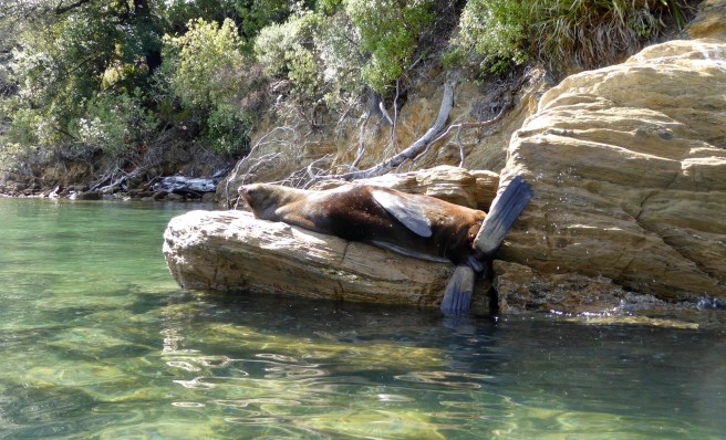 Marlborough Sounds - 58
