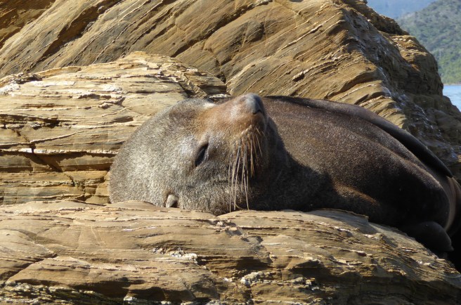 Marlborough Sounds - 60